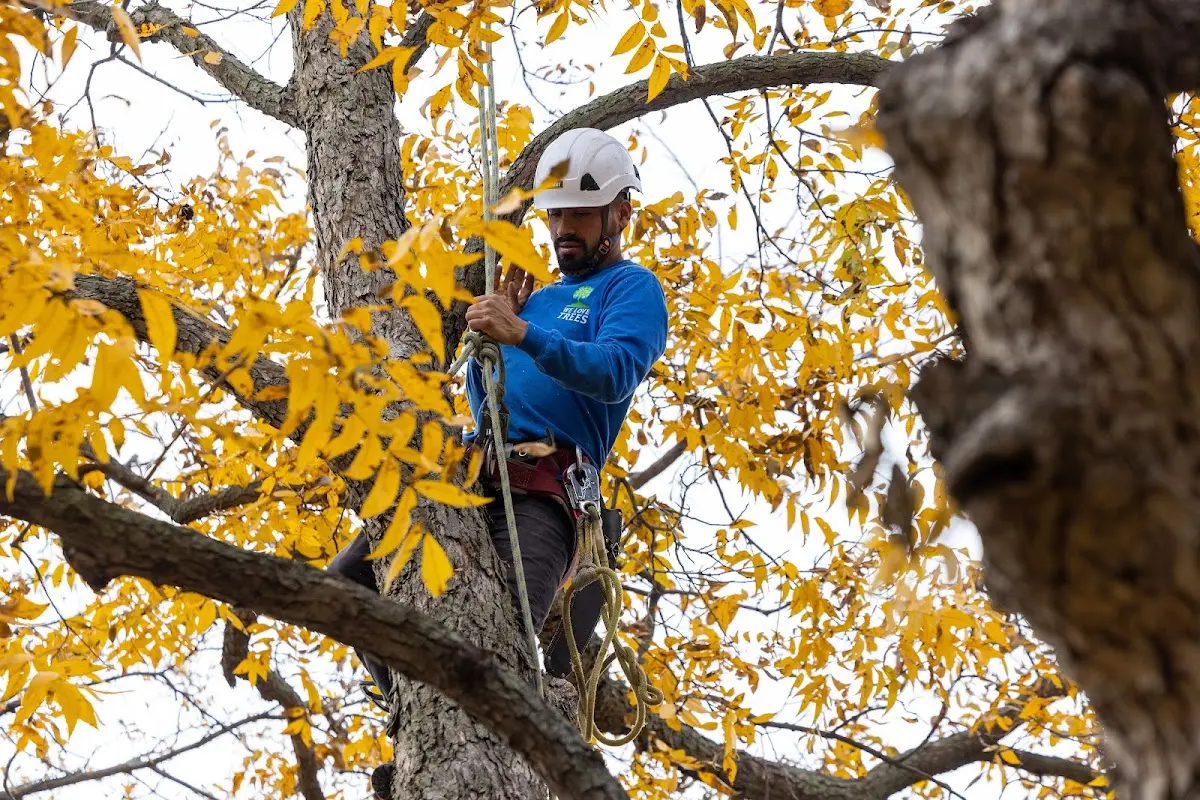 Skilled Tree Pruning crew working in Kykotsmovi Village